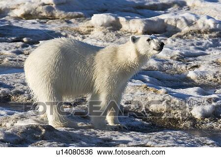 Stock Photograph - Curious young female polar bear (Ursus maritimus) on multi-year ice floes in the Barents Sea off the eastern coast of EdgeÏya (Edge Island) in the Svalbard Archipelago, Norway.. Fotosearch