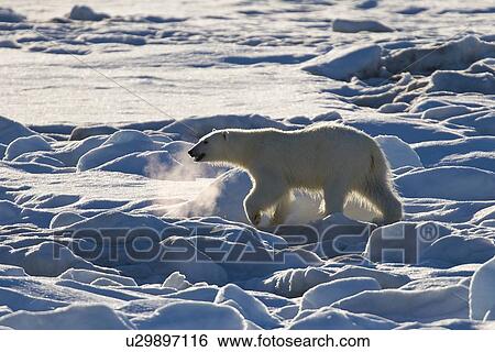 Curious young female polar bear (Ursus maritimus) on multi-year ice floes in the Barents Sea off the eastern coast of EdgeÏya (Edge Island) in the Svalbard Archipelago, Norway. View Large Photo Image Stock Photograph - Curious young female polar bear (Ursus maritimus) on multi-year ice floes in the Barents Sea off the eastern coast of EdgeÏya (Edge Island) in the Svalbard Archipelago, Norway.. Fotosearch