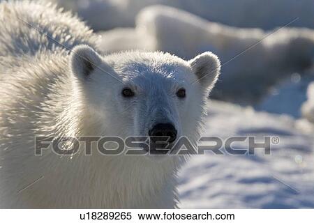 Stock Photography - Curious young female polar bear (Ursus maritimus) on multi-year ice floes in the Barents Sea off the eastern coast of EdgeÏya (Edge Island) in the Svalbard Archipelago, Norway.. Fotosearch