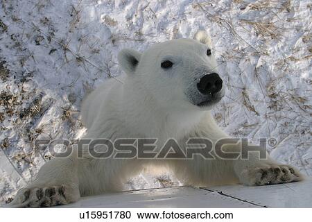 Curious young male Polar Bear, Ursus maritimus, standing against Tundra Buggy near Churchill, northern Manitoba, Hudson Bay, Canada View Large Photo Image Stock Image - Curious young male Polar Bear, Ursus maritimus, standing against Tundra Buggy near Churchill, northern Manitoba, Hudson Bay, Canada. Fotosearch