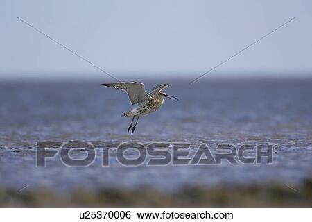 Stock Photograph - Curlew (Numenius arquata) flying and coming into land. Angus, Scotland, UK. Fotosearch