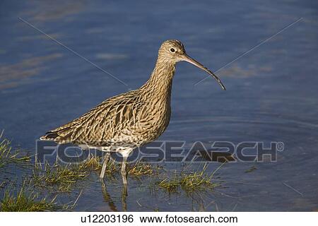 Stock Photograph - Curlew (Numenius arquata). Northumberland, UK. Fotosearch