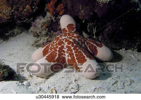 Stock Photo - Cushion Starfish (Choriaster sp. ) looking relaxed slumped against the coral. Pemba. Tanzania. Fotosearch