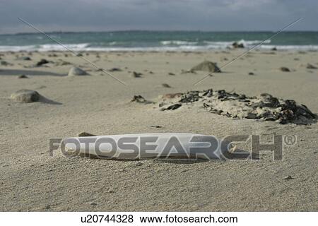 Cuttlefish bone. UK View Large Photo Image Stock Photo - Cuttlefish bone. UK. Fotosearch