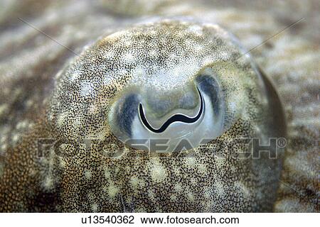 Cuttlefish - close up of eye. UK View Large Photo Image Stock Image - Cuttlefish - close up of eye. UK. Fotosearch