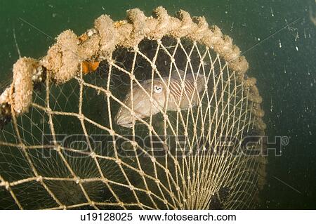 Stock Photography - Cuttlefish (Sepia officinalis) Captured in fishing cage. Babbacombe, Torquay, South Devon, UK. Fotosearch