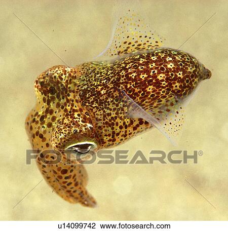 Stock Image - Cuttlefish (Sepia officinalis) changing colour. Scraggane, The Maharees, County Kerry, Ireland . Fotosearch