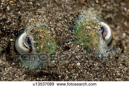 Stock Photo - Cuttlefish (Sepia officinalis) Close up. Scraggane, The Maharees, County Kerry, Ireland. Fotosearch