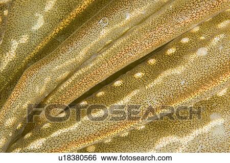 Stock Photograph - Cuttlefish (Sepia officinalis) Close up. Babbacombe, Torquay, South Devon, UK. Fotosearch