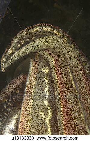 Stock Image - Cuttlefish (Sepia officinalis) Close up of arms. Babbacombe, Torquay, South Devon, UK. Fotosearch