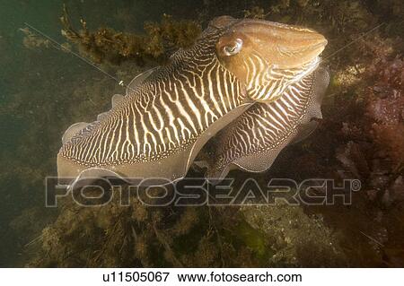 Stock Photo - Cuttlefish (Sepia officinalis) Mating. Babbacombe, Torquay, South Devon, UK. Fotosearch