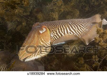 Picture - Cuttlefish (Sepia officinalis) Mating/Courtship. Babbacombe, Torquay, South Devon, UK. Fotosearch