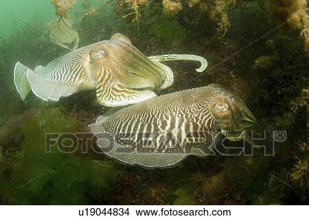Picture - Cuttlefish (Sepia officinalis) Courtship. Babbacombe, Torquay, South Devon, UK. Fotosearch