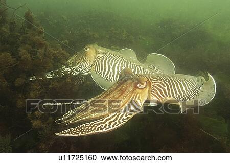 Cuttlefish (Sepia officinalis) Babbacombe, Torquay, South Devon, UK View Large Photo Image Stock Image - Cuttlefish (Sepia officinalis) Babbacombe, Torquay, South Devon, UK. Fotosearch