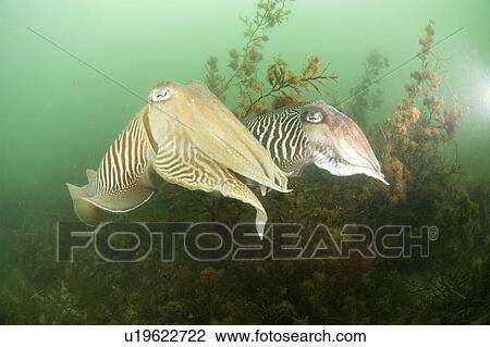 Cuttlefish (Sepia officinalis). Babbacombe, Torquay, South Devon, UK View Large Photo Image Stock Image - Cuttlefish (Sepia officinalis). Babbacombe, Torquay, South Devon, UK. Fotosearch