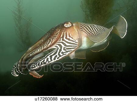 Cuttlefish (Sepia officinalis) Portrait. Babbacombe, Torquay, South Devon, UK View Large Photo Image Stock Photo - Cuttlefish (Sepia officinalis) Portrait. Babbacombe, Torquay, South Devon, UK. Fotosearch