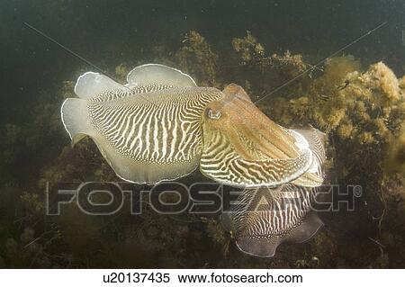 Stock Photography - Cuttlefish (Sepia officinalis) Mating/Courtship. Babbacombe, Torquay, South Devon, UK. Fotosearch