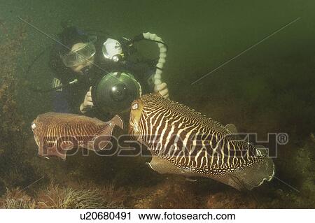 Stock Image - Cuttlefish (Sepia officinalis) Two in courtship, being photographed by diver. Babbacombe, Torquay, South Devon, UK. Fotosearch