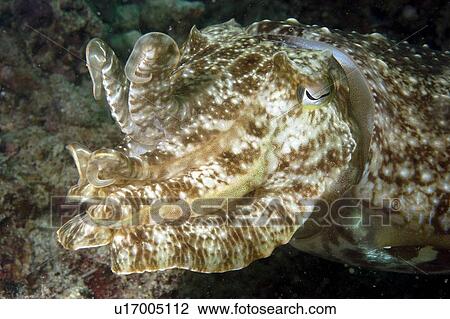 Stock Image - Cuttlefish (Sepia sp). Borneo, Malaysia. Fotosearch