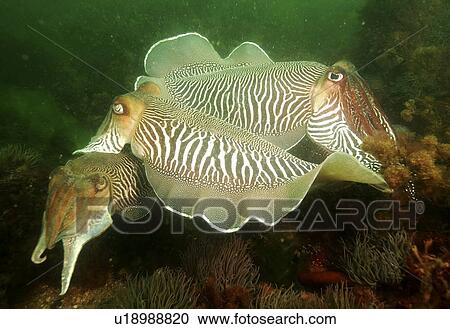 Cuttlefishes (Sepia officinalis). Babbacombe, Torquay, South Devon, UK View Large Photo Image Stock Image - Cuttlefishes (Sepia officinalis). Babbacombe, Torquay, South Devon, UK. Fotosearch