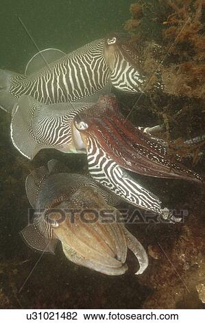 Cuttlefishes (Sepia officinalis). Babbacombe, Torquay, South Devon, UK View Large Photo Image Stock Image - Cuttlefishes (Sepia officinalis). Babbacombe, Torquay, South Devon, UK. Fotosearch