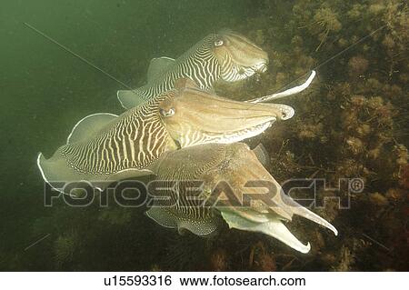 Cuttlefishes (Sepia officinalis). Babbacombe, Torquay, South Devon, UK View Large Photo Image Stock Photograph - Cuttlefishes (Sepia officinalis). Babbacombe, Torquay, South Devon, UK. Fotosearch
