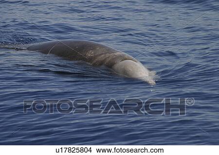 Cuviers Beaked Whale (Ziphiius cavirostris) logging at the surface. Azores View Large Photo Image Picture - Cuviers Beaked Whale (Ziphiius cavirostris) logging at the surface. Azores. Fotosearch