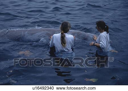 Stock Image - Cuviers Beaked Whale (Ziphiius cavirostris) rescued while ill / stranded in Horta Harbour. Azores. Fotosearch