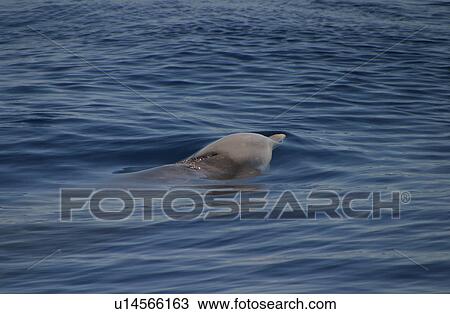 Stock Image - Cuvier's beaked whale (Ziphius cavirostris) surfacing to breathe, Azores, Portugal. Fotosearch