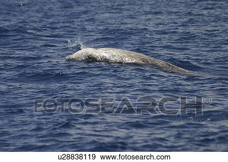 Stock Photo - Cuviers beaked whale (Ziphius cavirostris) surfacing, Gran Canaria, Canary Islands, Atlantic Ocean. Fotosearch