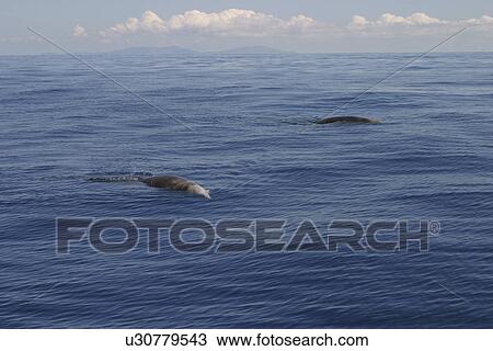 Cuviers Beaked whales (Ziphiius cavirostris) logging at the surface. Azores View Large Photo Image Stock Image - Cuviers Beaked whales (Ziphiius cavirostris) logging at the surface. Azores. Fotosearch