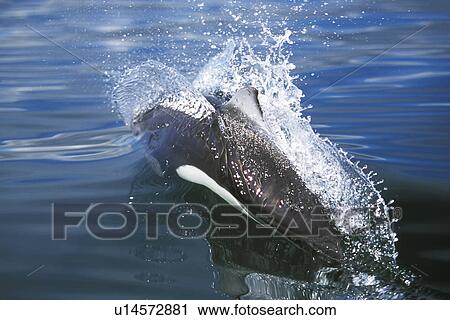 Stock Image - Dalls Porpoise (Phocoenoides dalli) Adult surfacing with characteristic rooster tail splash. Icy Strait, Southeast Alaska, USA. Pacific Ocean. (rr). Fotosearch