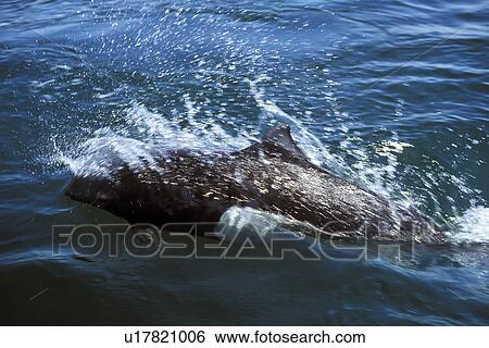 Dalls Porpoise (Phocoenoides dalli) surfacing (note characteristic rooster tail splash from body) San Juan Islands, Washington State, USA. View Large Photo Image Stock Photograph - Dalls Porpoise (Phocoenoides dalli) surfacing (note characteristic rooster tail splash from body) San Juan Islands, Washington State, USA.. Fotosearch