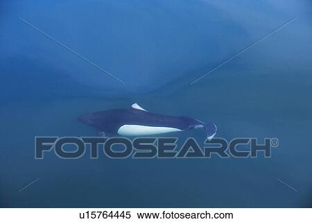 Stock Photography - Dall's porpoise (Phocoenoides Dalli) swimming just below the surface, National marine sanctuary, Monterey bay, California Pacific ocean, USA.. Fotosearch