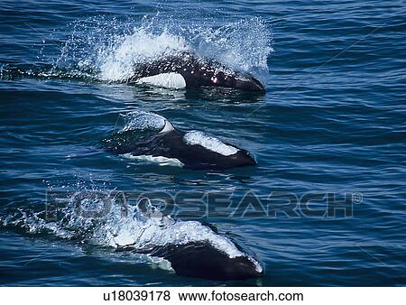 Stock Photo - Dall's porpoises (Phocoenoides dalli) surfacing with rooster tail spray, Monterey Bay, California, USA. Fotosearch