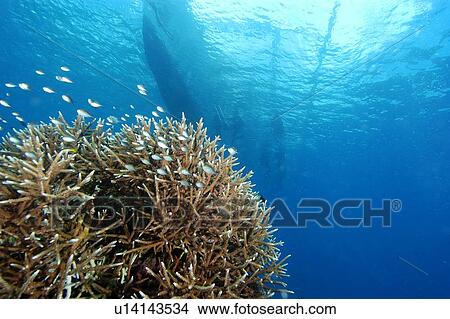 Damselfish swimming over staghorn coral, Acropora sp., and banca silhouette, Chapel, Apo island Marine Reserve, Philippines View Large Photo Image Picture - Damselfish swimming over staghorn coral, Acropora sp., and banca silhouette, Chapel, Apo island Marine Reserve, Philippines. Fotosearch