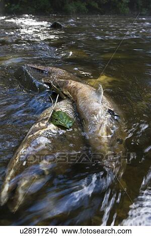Stock Image - Dead and dying pink salmon (Oncorhynchus gorbuscha) gathering after the spawn just outside of Sitka, Southeast Alaska, USA. Pacific Ocean. This salmon is also sometimes called the humpback or "humpie" due to the change in its form during spawning. (rr). Fotosearch