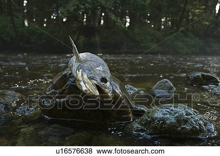 Dead and dying pink salmon (Oncorhynchus gorbuscha) gathering after the spawn just outside of Sitka, Southeast Alaska, USA. Pacific Ocean. This salmon is also sometimes called the humpback or "humpie" due to the change in its form during spawning. View Large Photo Image Stock Photo - Dead and dying pink salmon (Oncorhynchus gorbuscha) gathering after the spawn just outside of Sitka, Southeast Alaska, USA. Pacific Ocean. This salmon is also sometimes called the humpback or "humpie" due to the change in its form during spawning.. Fotosearch