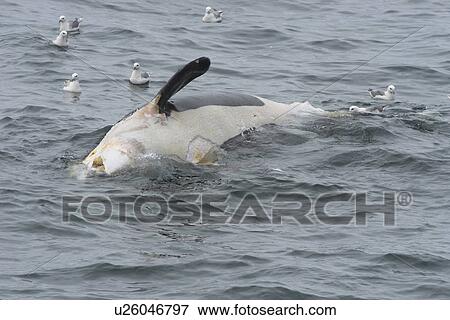 Dead Killer whale (Orcinus orca) floating on sea surface with scavenging fulmars, North Sea View Large Photo Image Stock Photo - Dead Killer whale (Orcinus orca) floating on sea surface with scavenging fulmars, North Sea. Fotosearch