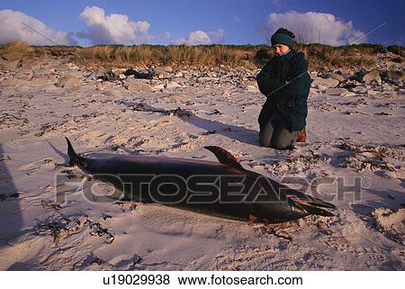 Stock Photo - Dead Striped dolphin (Stenella coeruleoalba) washed up on beach. Scilly Isles. Europe. Fotosearch