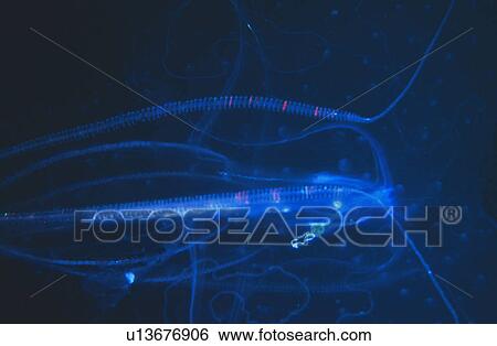 Stock Photograph - Delicate shape of a Jellyfish against a dark sea. Seychelles.. Fotosearch