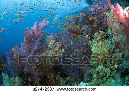 Stock Photo - (Dendrophyllia klunzingeri) purple soft coral species on colourful reef with brilliant blue background and many orange fish, Red Sea, Egypt. Fotosearch