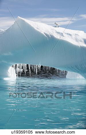 Stock Photography - Detail of a melting iceberg (note the dripping icicles) grounded at Heroina Island in the Weddell Sea, Antarctica. Note the snowy sheathbill on top of the iceberg.. Fotosearch