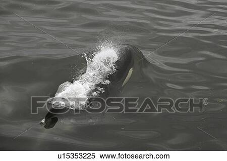 Detail of an adult Orca surfacing from a pod of 6 Orcas (Orcinus orca) encountered off Sail Island and followed until McDonald Rocks in Frederick Sound, Southeast Alaska. The pod consisted of two adult males, two adult females, one possible juvenile male, View Large Photo Image Stock Photography - Detail of an adult Orca surfacing from a pod of 6 Orcas (Orcinus orca) encountered off Sail Island and followed until McDonald Rocks in Frederick Sound, Southeast Alaska. The pod consisted of two adult males, two adult females, one possible juvenile male,. Fotosearch