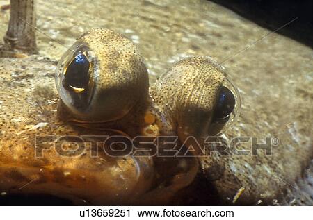 Stock Image - Detail of the bulgin eyes of Plaice (Pleuronectes platessa). UK.. Fotosearch
