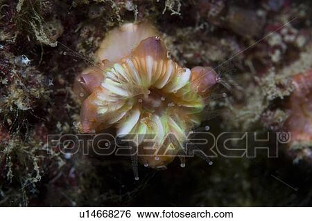 Stock Photograph - Devonshire Cup Coral (Caryophyllia smithii) with Parasitic Barnacles Boscia anglica, Sark, Channel Islands, UK. Fotosearch