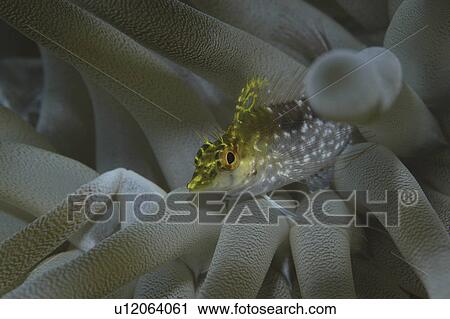 Diamond Blenny (Malacoctenus boehlkei) resting on corals nearby anemone, Cayman Islands, Caribbean View Large Photo Image Stock Image - Diamond Blenny (Malacoctenus boehlkei) resting on corals nearby anemone, Cayman Islands, Caribbean. Fotosearch