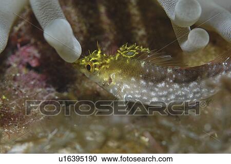 Stock Image - Diamond Blenny (Malacoctenus boehlkei) resting on corals nearby anemone, Cayman Islands, Caribbean. Fotosearch