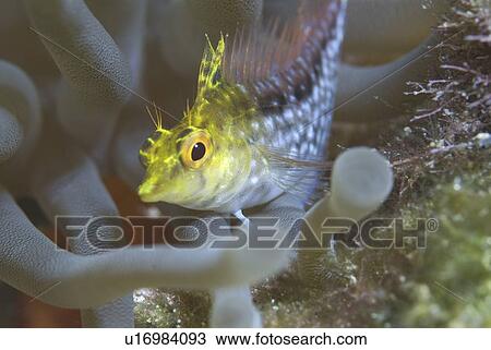 Diamond Blenny (Malacoctenus boehlkei) resting on corals nearby anemone, Cayman Islands, Caribbean View Large Photo Image Stock Image - Diamond Blenny (Malacoctenus boehlkei) resting on corals nearby anemone, Cayman Islands, Caribbean. Fotosearch