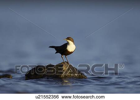 Dipper (Cinclus cinclus) perched on rock bathed in late evening light, blue water background., Argyll, Scotland, UK View Large Photo Image Stock Photograph - Dipper (Cinclus cinclus) perched on rock bathed in late evening light, blue water background., Argyll, Scotland, UK. Fotosearch